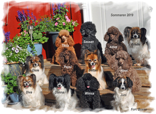 Skörpeskalets Kennel