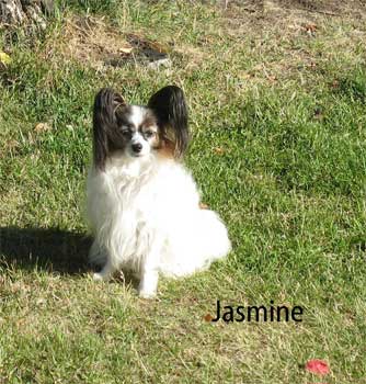 Jasmine